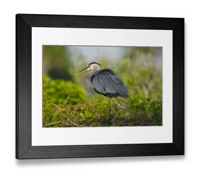 Framed Print : North America, USA, Florida, Venice, Great Blue Heron breeding Plummage, perched