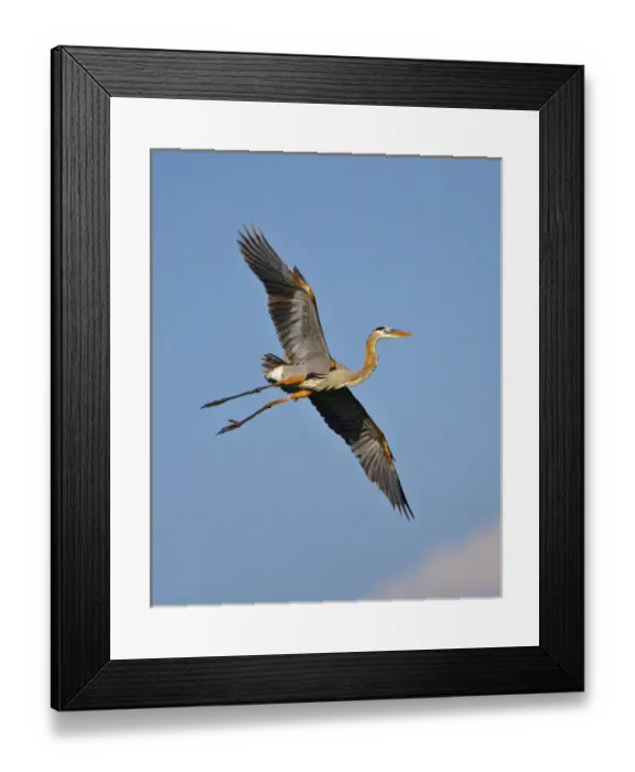 Framed Print : North America, USA, Florida, Venice, Great Blue Heron Flying wings widw blue sky Framed Print : North America, USA, Florida, Venice, Great Blue Heron Flying wings widw blue sky
