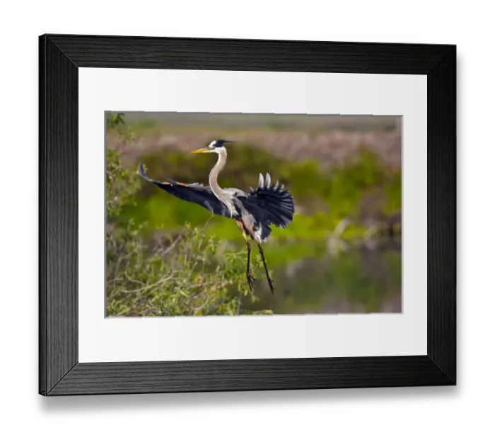 Framed Print : North America, USA, Florida, Venice, Great Blue Heron, braking for landing Framed Print : North America, USA, Florida, Venice, Great Blue Heron, braking for landing