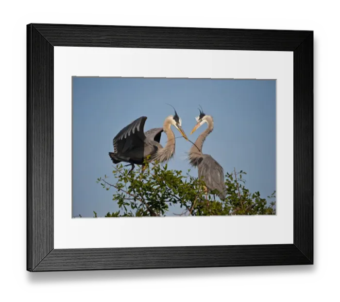 Framed Print : North America, USA, Florida, Venice, Great Blue Heron, Courting stick transfer ceremony Framed Print : North America, USA, Florida, Venice, Great Blue Heron, Courting stick transfer ceremony