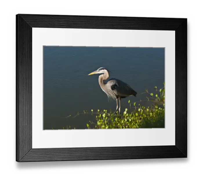 Framed Print : North America, USA, Florida, Venice, Great Blue Heron hunting at shoreline Framed Print : North America, USA, Florida, Venice, Great Blue Heron hunting at shoreline