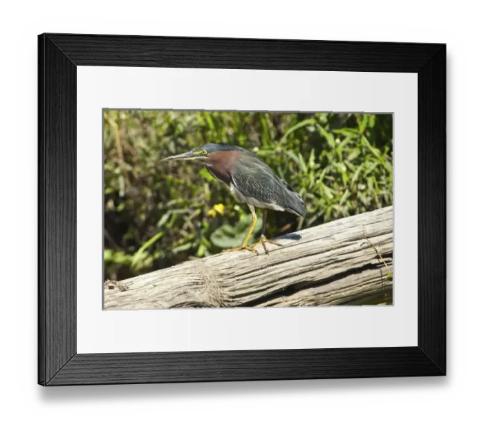 Framed Print : North America, USA, Florida, Pahoke, Green Heron hunting from log Framed Print : North America, USA, Florida, Pahoke, Green Heron hunting from log
