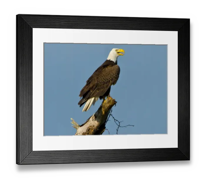 Framed Print : North America, USA, Florida, North Fort Meyers, Bayshore Drive, American Bald Eagle Framed Print : North America, USA, Florida, North Fort Meyers, Bayshore Drive, American Bald Eagle