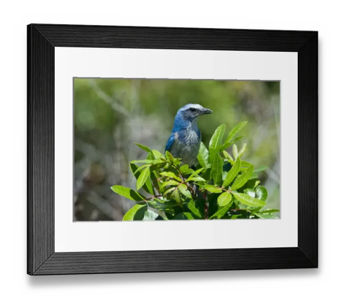Framed Print : North America, USA, Florida, Cape Coral, near Seahawk Park, Florida Scrub Jay framed Framed Print : North America, USA, Florida, Cape Coral, near Seahawk Park, Florida Scrub Jay framed