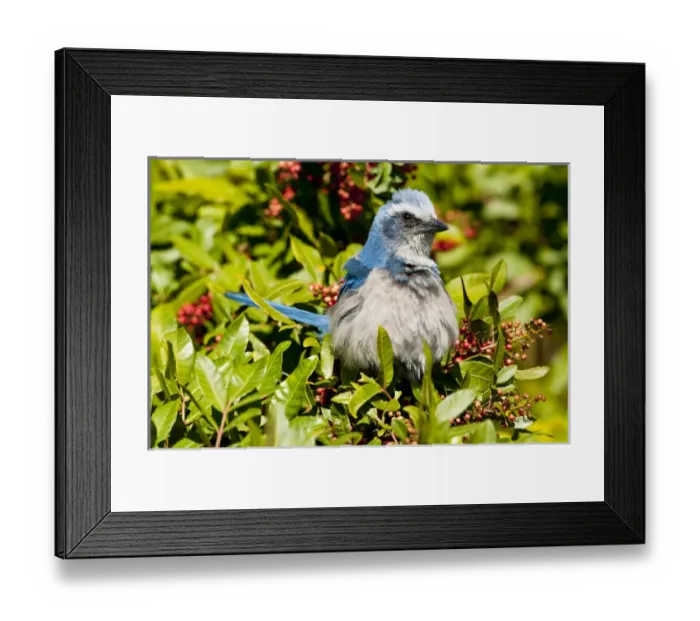 Framed Print : North America, USA, Florida, Cape Coral, Seahawk Park, Florida Scrub Jay in Brazilian Framed Print : North America, USA, Florida, Cape Coral, Seahawk Park, Florida Scrub Jay in Brazilian