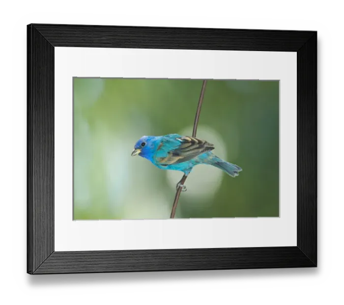 Framed Print : North America, USA, Florida, Immokalee, Indigo Bunting perched on wire Framed Print : North America, USA, Florida, Immokalee, Indigo Bunting perched on wire