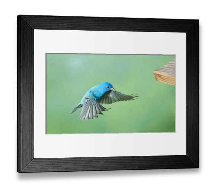 Framed Print : North America, USA, Florida, Immokalee, Indigo Bunting, male flying to Feeder