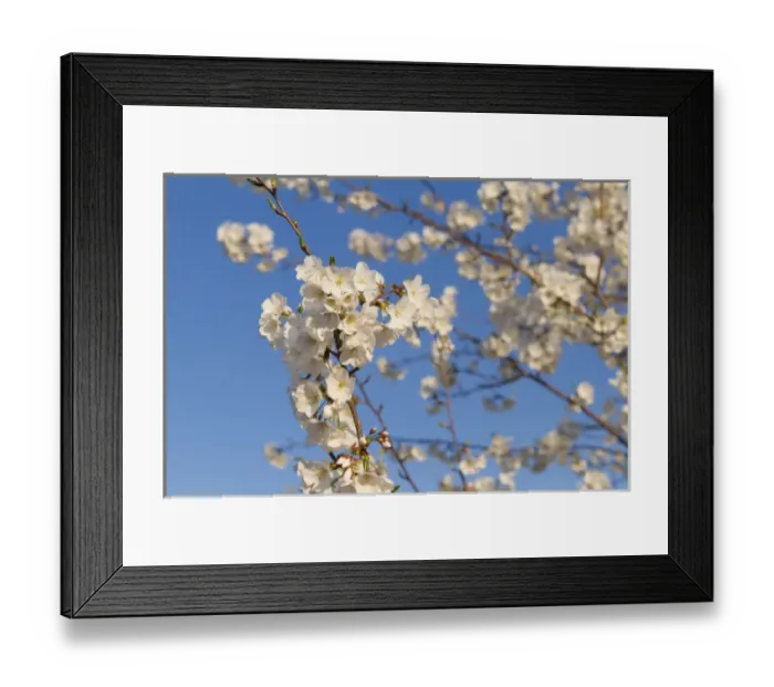 Framed Print : USA, Washington DC. White cherry blossoms Framed Print : USA, Washington DC. White cherry blossoms