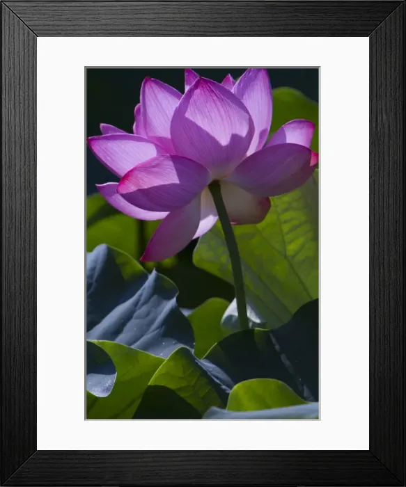 Framed Print : Washington, DC. Pink Lilly catches sunlight in a Lilly Pond