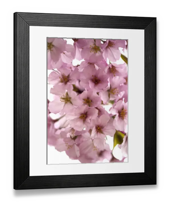 Framed Print : USA, District of Columbia, Washingon, Cherry Blossoms, Tidal Basin Framed Print : USA, District of Columbia, Washingon, Cherry Blossoms, Tidal Basin