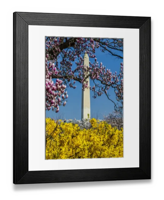 Framed Print : Washington, DC. Distric of Columbia. Washington Monument springtime with Magnolia blooms Framed Print : Washington, DC. Distric of Columbia. Washington Monument springtime with Magnolia blooms