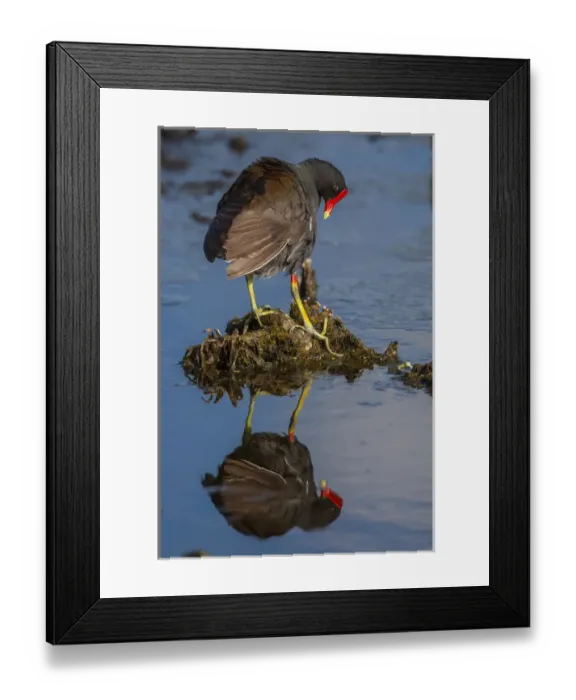 Framed Print : USA, Florida, Green Cay, Wakodahatchee Wetlands. Common moorhen reflects in water