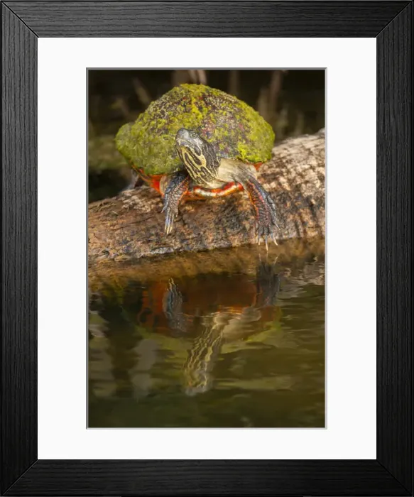 Framed Print : USA, Florida, Gatorland. Florida red-bellied turtle on log Framed Print : USA, Florida, Gatorland. Florida red-bellied turtle on log