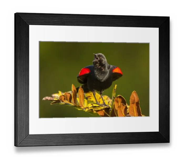 Framed Print : USA, Florida, Green Cay, Wakodahatchee Wetlands. Red-winged blackbird singing on branch Framed Print : USA, Florida, Green Cay, Wakodahatchee Wetlands. Red-winged blackbird singing on branch