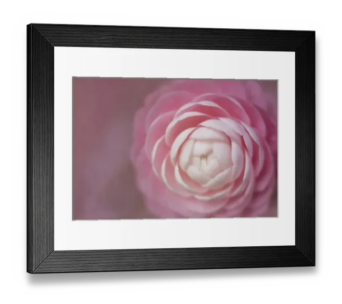 Framed Print : USA, Florida. Pink camellia close-up. Credit as: Kathleen Clemons / Jaynes Gallery / DanitaDelimont Framed Print : USA, Florida. Pink camellia close-up. Credit as: Kathleen Clemons / Jaynes Gallery / DanitaDelimont