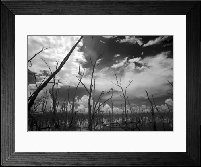 Framed Print : USA, Florida, dead mangroves Framed Print : USA, Florida, dead mangroves