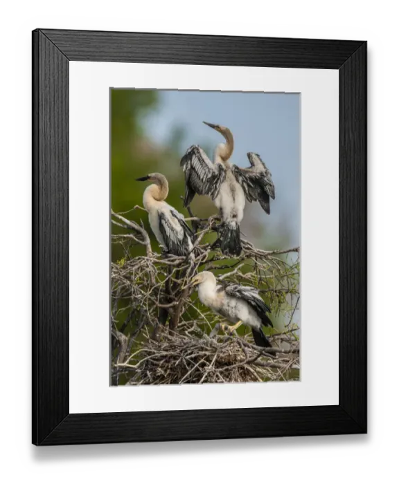 Framed Print : USA, Florida, Green Cay, Wakodahatchee Wetlands. Three anhinga chicks at nest. Credit as Framed Print : USA, Florida, Green Cay, Wakodahatchee Wetlands. Three anhinga chicks at nest. Credit as