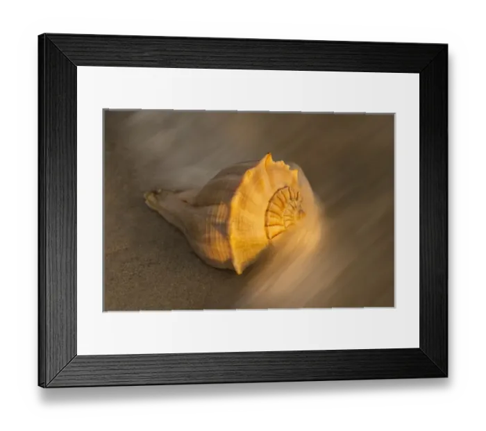 Framed Print : USA, Florida, Sanibel Island. Lightning whelk shell on beach sand Framed Print : USA, Florida, Sanibel Island. Lightning whelk shell on beach sand