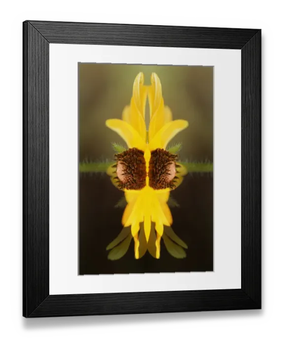 Framed Print : USA, Colorado, Boulder. Sunflower montage. Credit as: Marie Bush / Jaynes Gallery / DanitaDelimont Framed Print : USA, Colorado, Boulder. Sunflower montage. Credit as: Marie Bush / Jaynes Gallery / DanitaDelimont