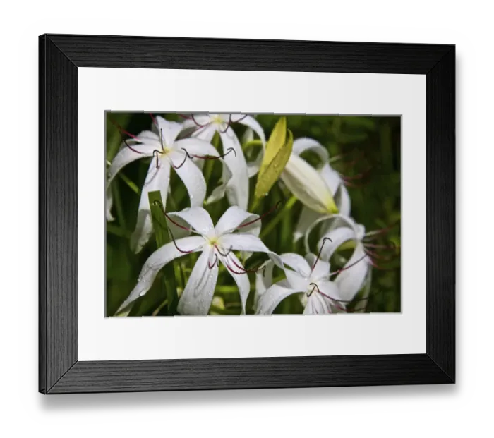 Framed Print : USA, Florida, Fakahatchee Strand Preserve State Park Swamp Lily Framed Print : USA, Florida, Fakahatchee Strand Preserve State Park Swamp Lily