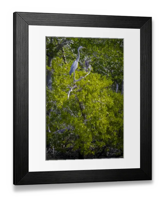 Framed Print : USA, Florida, Naples. Great Blue Heron (Ardea herodias) perched in mangroves of Rookery Bay Framed Print : USA, Florida, Naples. Great Blue Heron (Ardea herodias) perched in mangroves of Rookery Bay