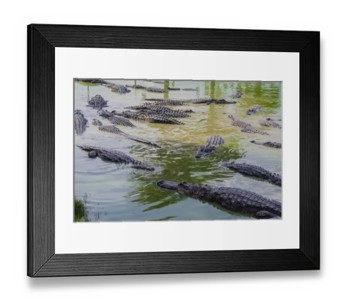 Framed Print : USA, Florida, Ochopee. Southern Florida Alligator Farm Framed Print : USA, Florida, Ochopee. Southern Florida Alligator Farm