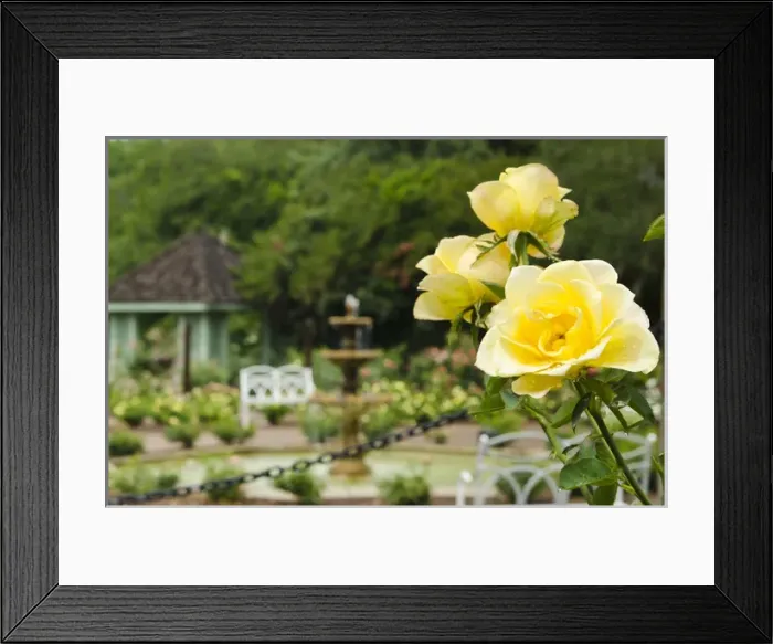 Framed Print : USA, Florida. Harry P. Leu Gardens Orlando, Florida Framed Print : USA, Florida. Harry P. Leu Gardens Orlando, Florida