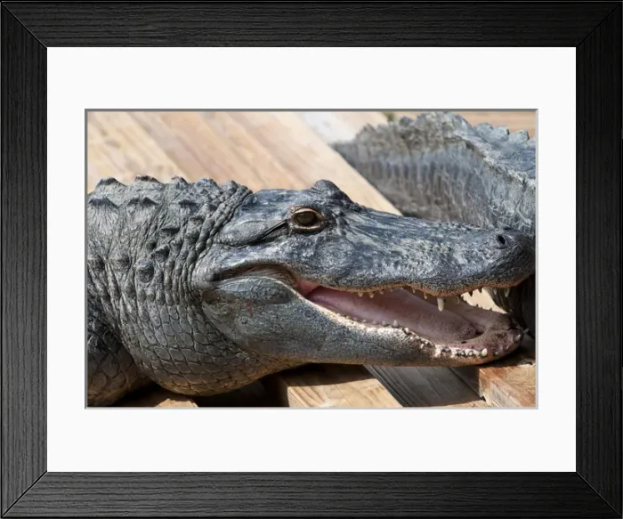 Framed Print : USA, Florida. Gatorland, Florida Framed Print : USA, Florida. Gatorland, Florida