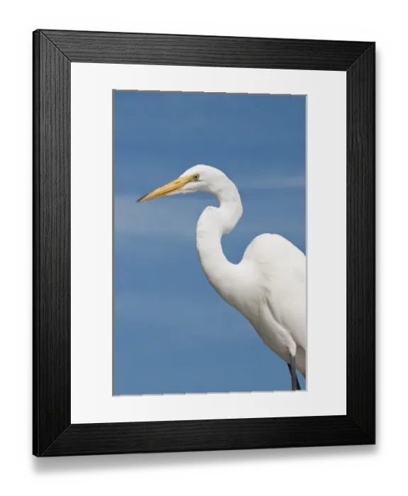 Framed Print : USA, Florida. Great Egret (Ardea alba) Everglades, Florida Framed Print : USA, Florida. Great Egret (Ardea alba) Everglades, Florida