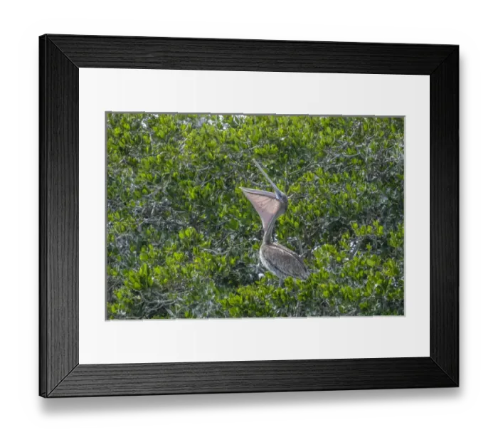 Framed Print : Brown Pelican on rookery, New Smyrna Beach, Florida, USA Framed Print : Brown Pelican on rookery, New Smyrna Beach, Florida, USA