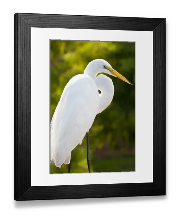 Framed Print : USA, Florida. Great Egret (Ardea alba) Everglades, Florida Framed Print : USA, Florida. Great Egret (Ardea alba) Everglades, Florida