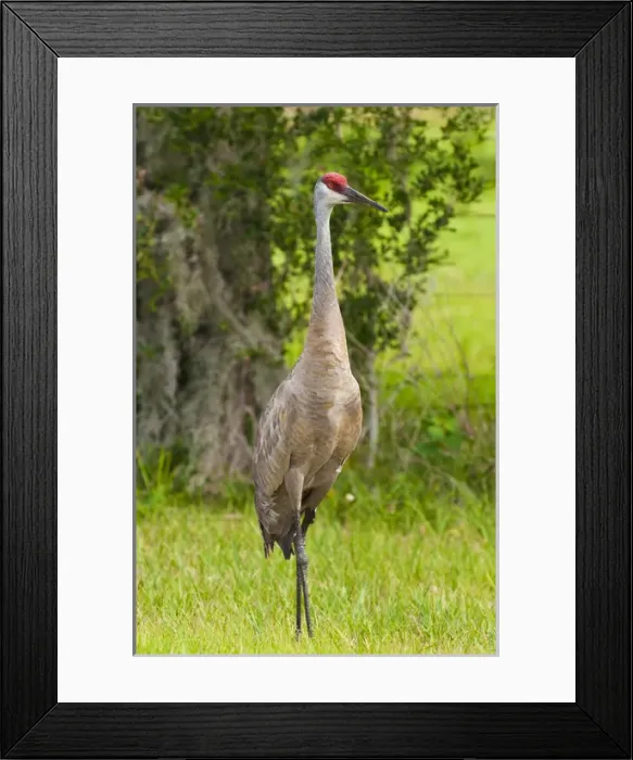 Framed Print : USA, Florida. Sandhill Crane (Grus canadensis) Everglades Florida Framed Print : USA, Florida. Sandhill Crane (Grus canadensis) Everglades Florida