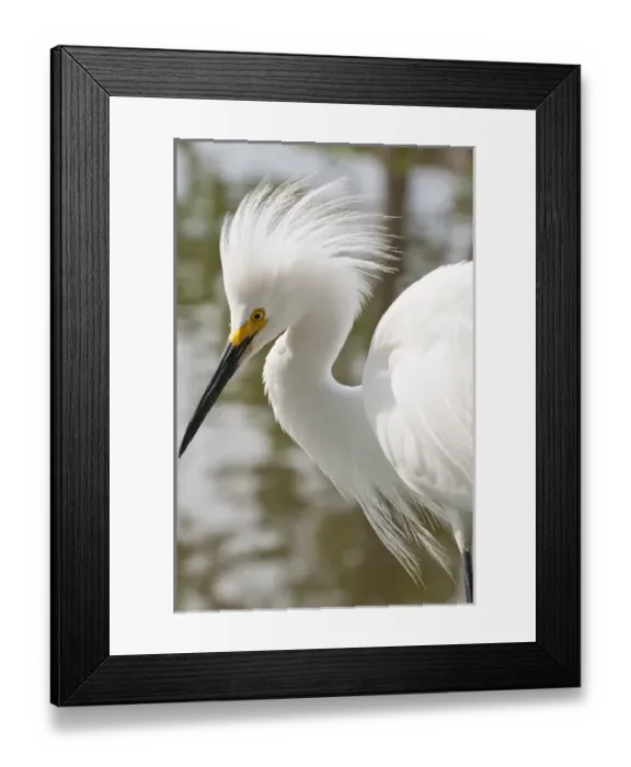 Framed Print : USA, Florida. Snowy Egret (Egretta thula) Everglades, Florida Framed Print : USA, Florida. Snowy Egret (Egretta thula) Everglades, Florida