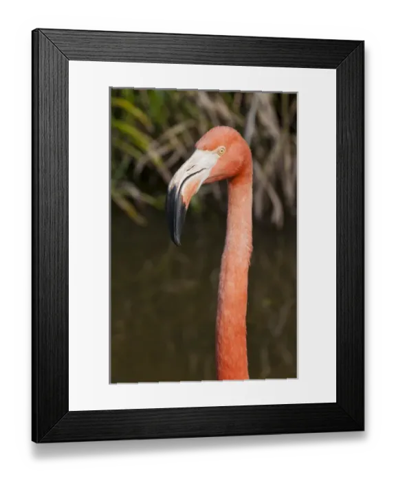Framed Print : USA, Florida. American Flamingo (Phoenicopterus ruber) Gatorland Orlando, Florida