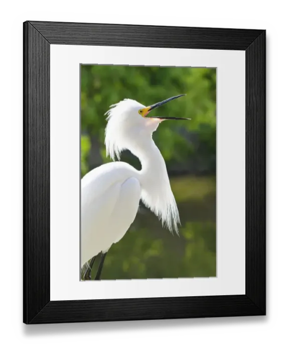 Framed Print : USA, Florida. Snowy Egret (Egretta thula) Everglades, Florida Framed Print : USA, Florida. Snowy Egret (Egretta thula) Everglades, Florida