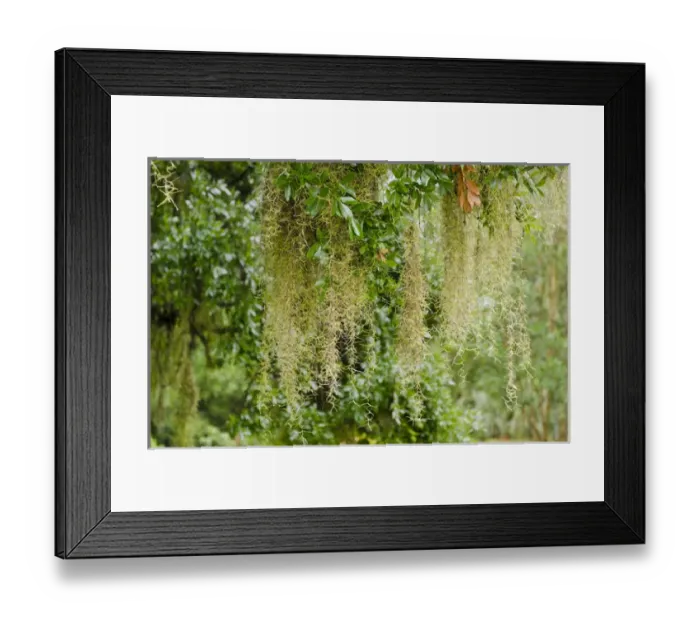 Framed Print : USA, Florida. Spanish moss in Harry P. Leu Gardens Orlando, Florida