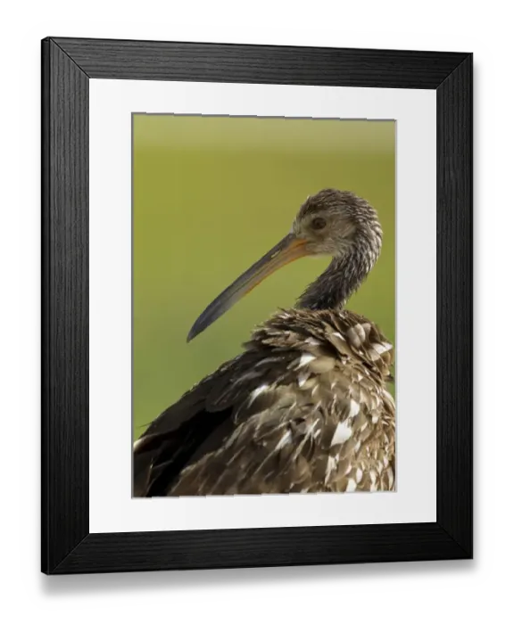 Framed Print : Limpkin, Aramus guarana, Viera wetlands, Florida Framed Print : Limpkin, Aramus guarana, Viera wetlands, Florida