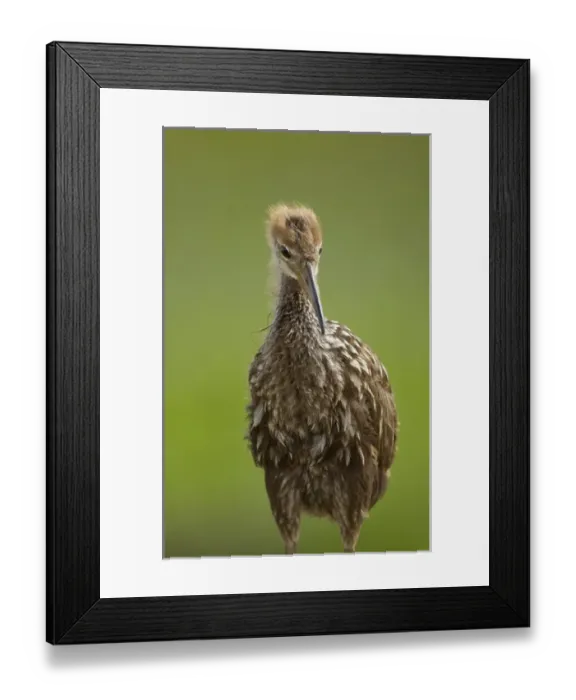 Framed Print : Limpkin chick, Aramus guarana, Viera wetlands, Florida Framed Print : Limpkin chick, Aramus guarana, Viera wetlands, Florida