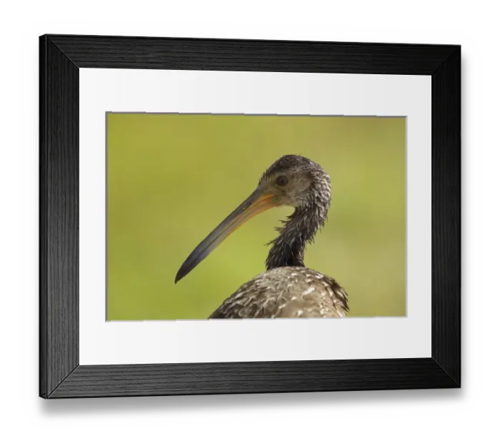 Framed Print : Limpkin, Aramus guarana, Viera wetlands, Florida Framed Print : Limpkin, Aramus guarana, Viera wetlands, Florida