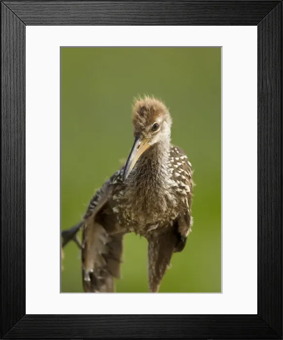 Framed Print : Limpkin chick, Aramus guarana, Viera wetlands, Florida Framed Print : Limpkin chick, Aramus guarana, Viera wetlands, Florida