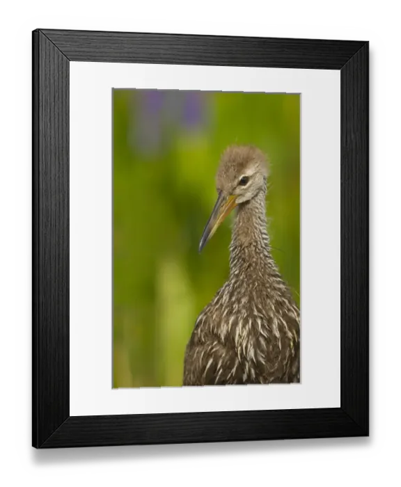Framed Print : Limpkin chick, Aramus guarana, Viera wetlands, Florida Framed Print : Limpkin chick, Aramus guarana, Viera wetlands, Florida