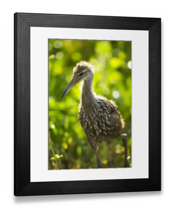 Framed Print : Limpkin chick, Aramus guarana, Viera wetlands, Florida Framed Print : Limpkin chick, Aramus guarana, Viera wetlands, Florida