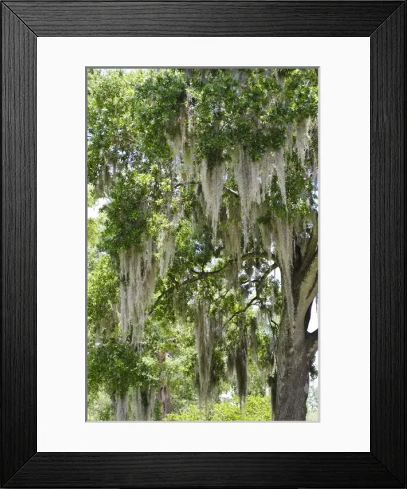 Framed Print : USA, Florida. Spanish moss on tree in Central Park downtown Winter Park, Florida