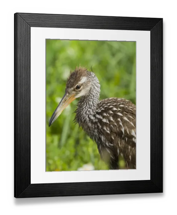 Framed Print : Limpkin chick, Aramus guarana, Viera wetlands, Florida