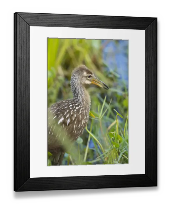 Framed Print : Limpkin chick, Aramus guarana, Viera wetlands, Florida