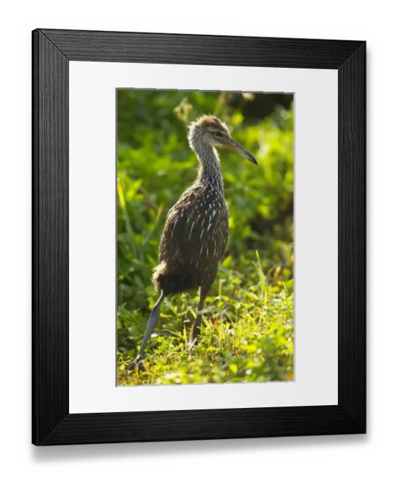 Framed Print : Limpkin chick, Aramus guarana, Viera wetlands, Florida