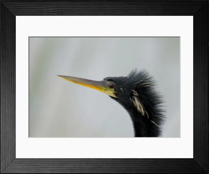 Framed Print : Male anhinga, Anhinga anhinga, Viera wetlands, Florida Framed Print : Male anhinga, Anhinga anhinga, Viera wetlands, Florida