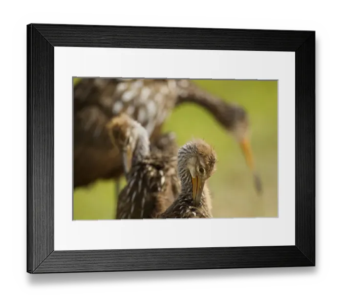 Framed Print : Limpkin family, Aramus guarana, Viera wetlands, Florida