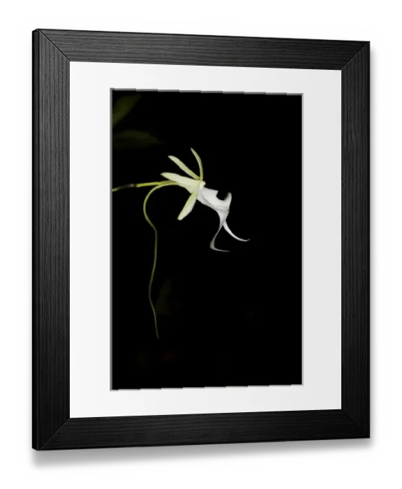 Framed Print : Ghost Orchid in bloom, Polyrrhiza lindenii, Florida (wild) Framed Print : Ghost Orchid in bloom, Polyrrhiza lindenii, Florida (wild)