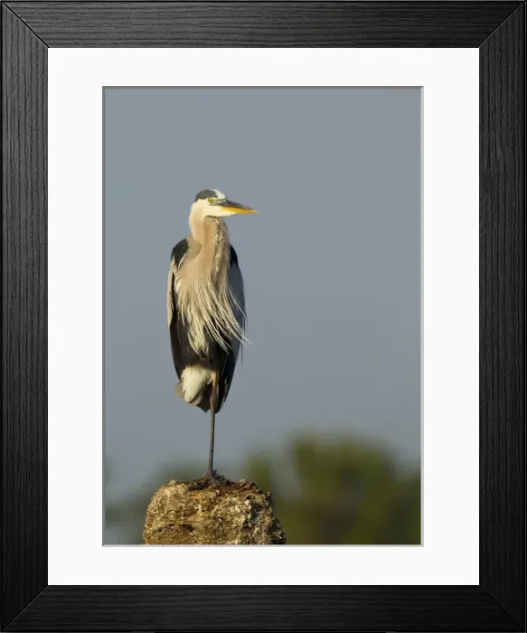Framed Print : Great blue heron, Ardea herodias, Viera wetlands, Florida